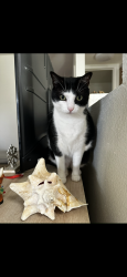 Lost Male Cat last seen Avalon Melville Apt Complex, Melville, NY 11747