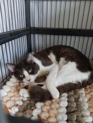 Shelter Stray Male Cat last seen Bexar County, 3353 Morningside Dr, New Braunfels, TX 78132, USA