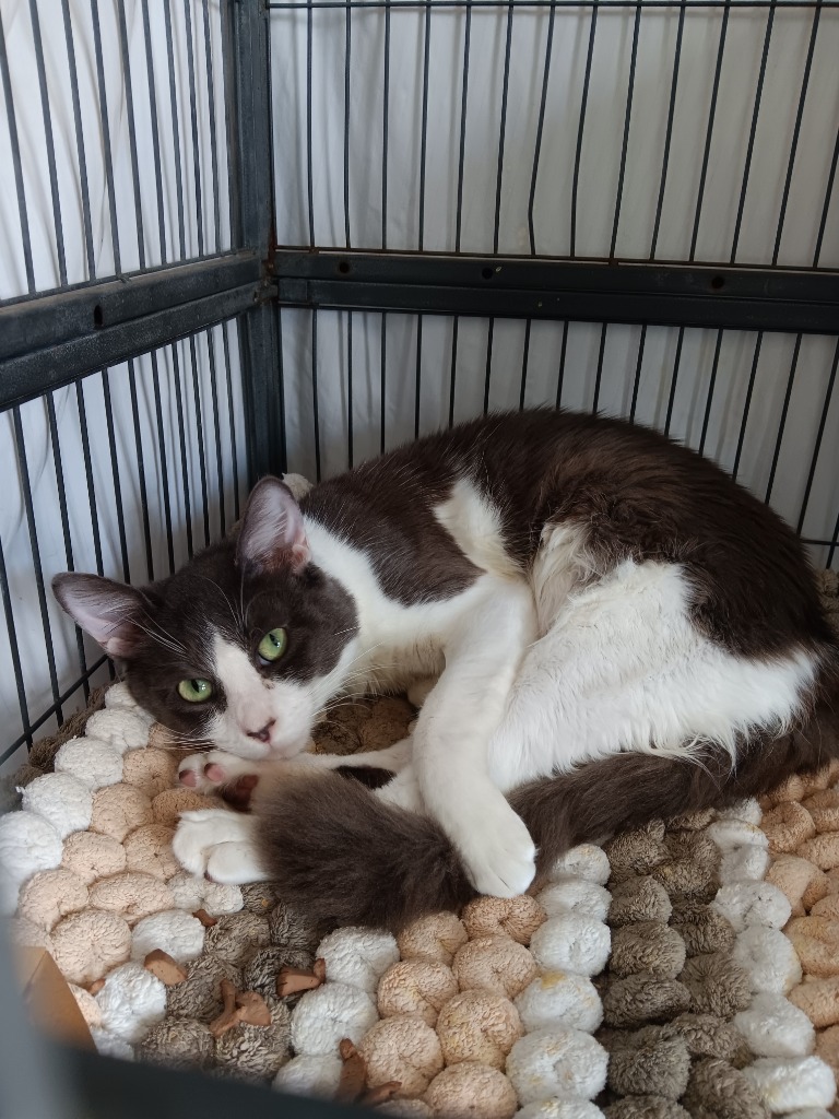 Shelter Stray Male Cat last seen Bexar County, 3353 Morningside Dr, New Braunfels, TX 78132, USA