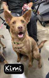 Shelter Stray Female Dog last seen , 425 Cogdell Dr, Maumelle, AR 72113, USA