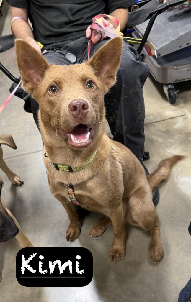 Shelter Stray Female Dog last seen , 425 Cogdell Dr, Maumelle, AR 72113, USA