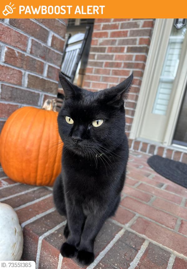 Found/Stray Unknown Cat last seen Golden Farm way & Gold Mill Rdg (Bridgemill), Cherokee County, GA 30114