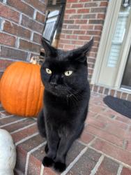 Found/Stray Unknown Cat last seen Golden Farm way & Gold Mill Rdg (Bridgemill), Cherokee County, GA 30114