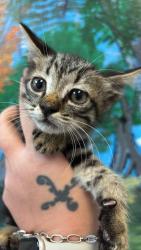Shelter Stray Male Cat last seen Bexar County, 3353 Morningside Dr, New Braunfels, TX 78132, USA