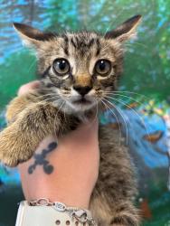 Shelter Stray Male Cat last seen Bexar County, 3353 Morningside Dr, New Braunfels, TX 78132, USA
