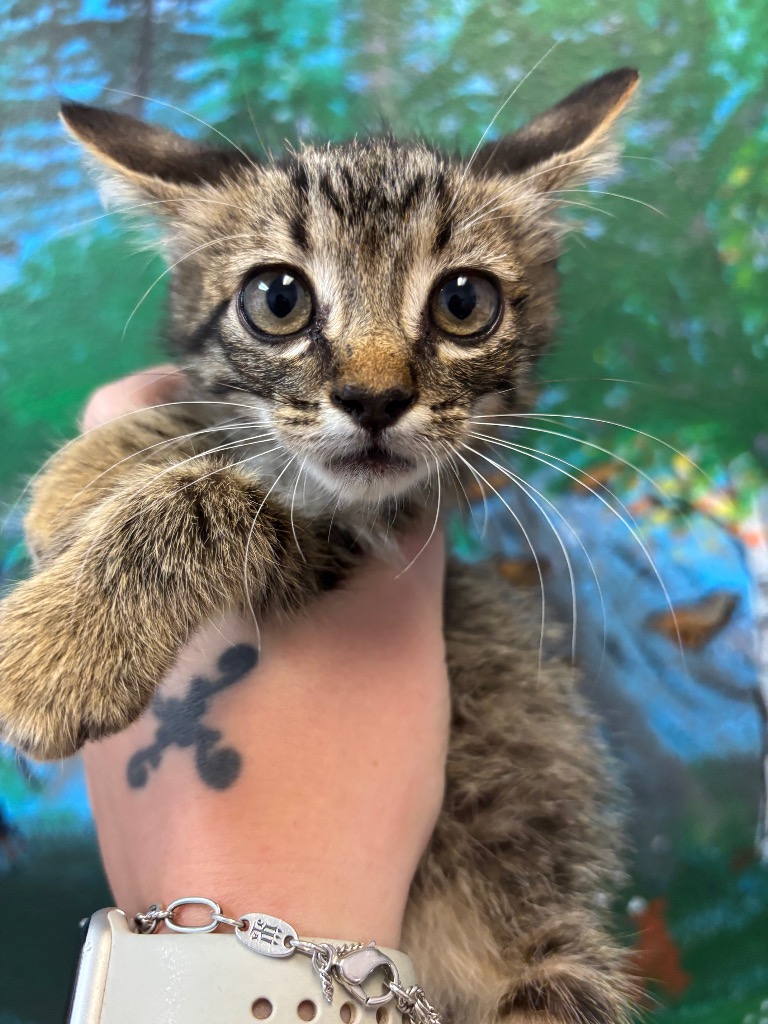 Shelter Stray Male Cat last seen Bexar County, 3353 Morningside Dr, New Braunfels, TX 78132, USA