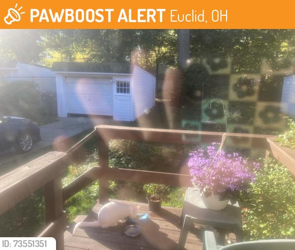 Found/Stray Unknown Cat last seen E 222nd St., E. 215th St., Euclid, OH 44123