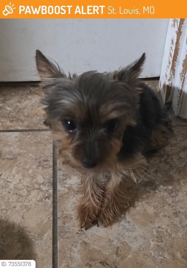 Found/Stray Female Dog last seen Pennsylvania and Broadway, St. Louis, MO 63118