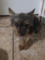 Found/Stray Female Dog last seen Pennsylvania and Broadway, St. Louis, MO 63118