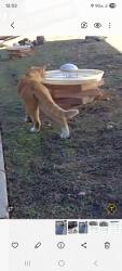 Found/Stray Unknown Cat last seen S. Rancho Santa Fe Road, & W San Marcos boulevard., San Marcos, CA 92078
