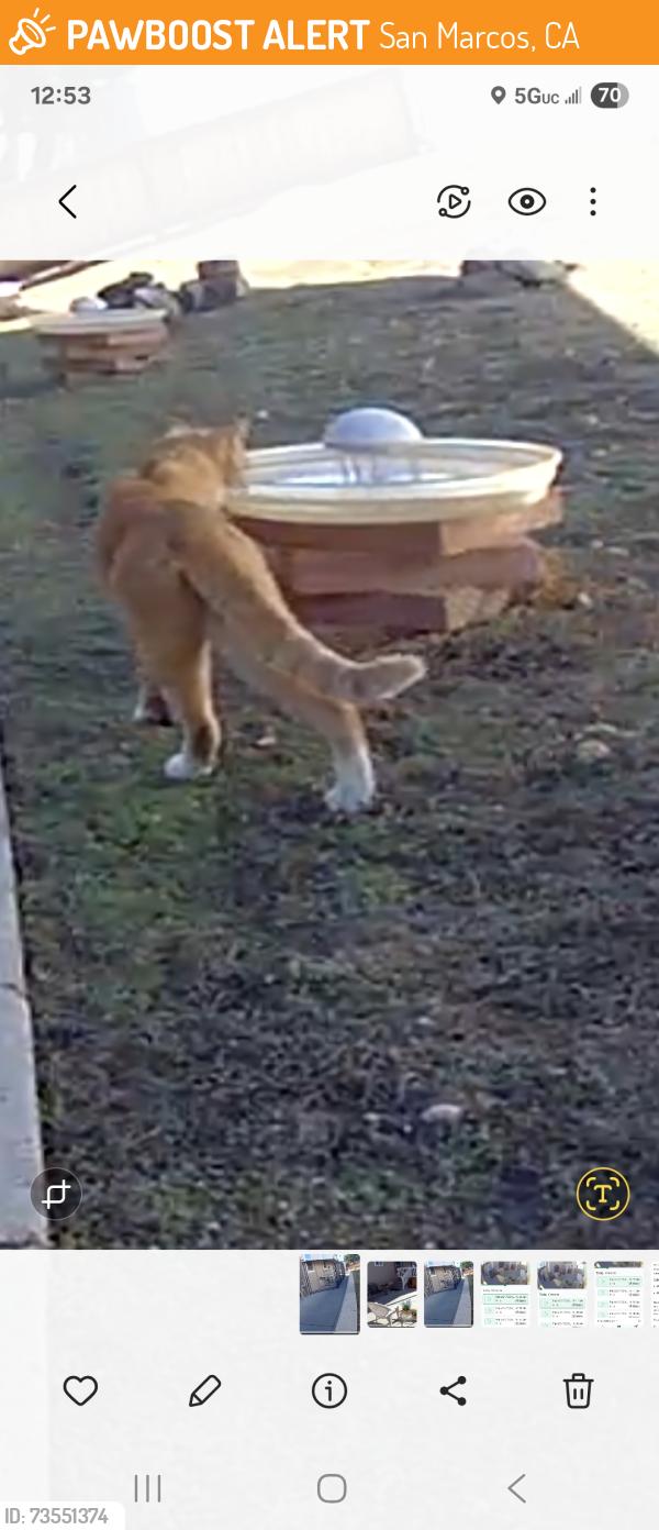 Found/Stray Unknown Cat last seen S. Rancho Santa Fe Road, & W San Marcos boulevard., San Marcos, CA 92078