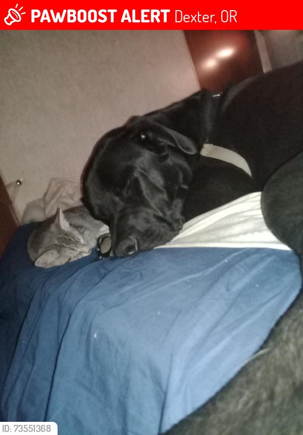 Lost Male Dog last seen Wheeler and hwy58, Dexter, OR 97431