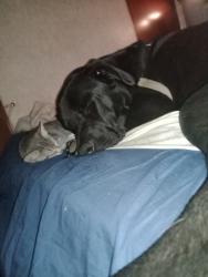 Lost Male Dog last seen Wheeler and hwy58, Dexter, OR 97431