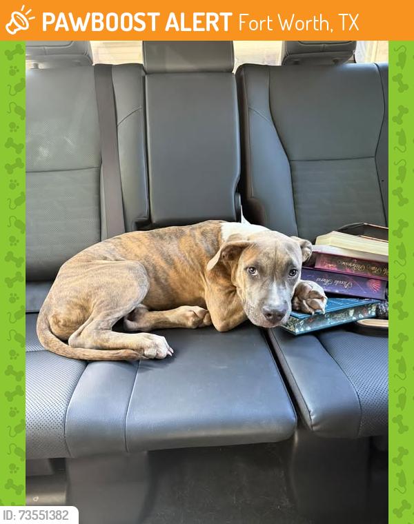 Found/Stray Male Dog last seen Welch and Wharton, Fort Worth, TX 76133