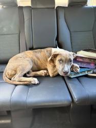 Found/Stray Male Dog last seen Welch and Wharton, Fort Worth, TX 76133