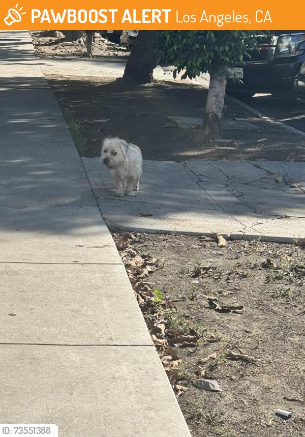 Found/Stray Male Dog last seen Kenmore and Oakwood, Los Angeles, CA 90004