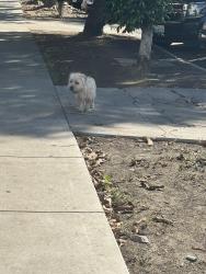 Found/Stray Male Dog last seen Kenmore and Oakwood, Los Angeles, CA 90004