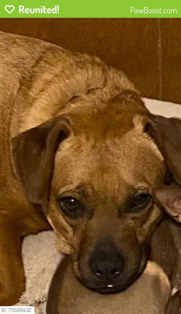 Reunited Female Dog last seen Carrie Ann ln, weschester dr, Bruce dr, Rebecca ln and Pamela Dr, Abilene, TX 79606