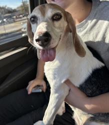 Reunited Unknown Dog last seen Lovers/ Skillman, Dallas, TX 75214