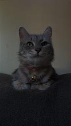 Reunited Female Cat last seen Near SW Autumnview St, Portland, OR 97224