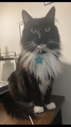 Reunited Male Cat last seen Yaqui, Hopi, Tahoe, Coachway, Florissant, MO 63031
