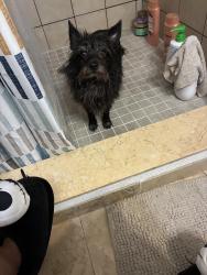 Reunited Female Dog last seen Near Rouen Ave, Winter Park, FL 32789, Winter Park, FL 32789