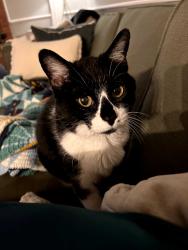 Lost Female Cat last seen Berkshire & W Britton, The Village, OK 73120
