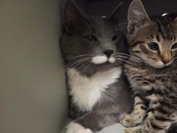 Shelter Stray Male Cat last seen Near BLOCK 106TH AVE SE, KENT WA 98030, 21615 64th Ave S, Kent, WA 98032, USA