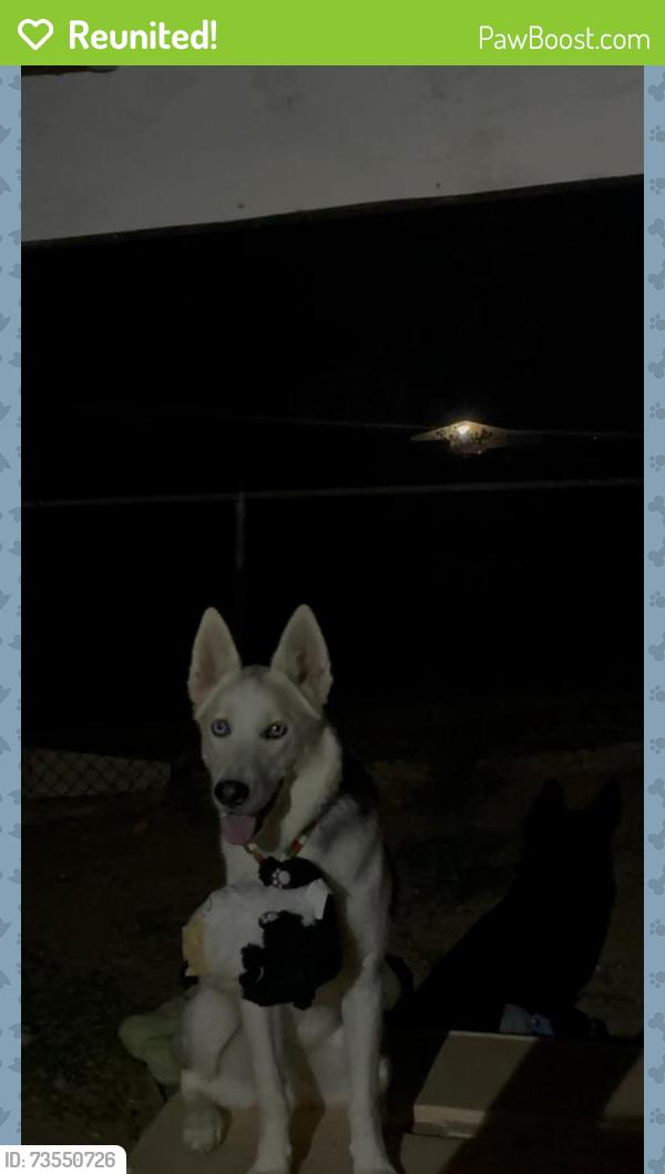 Reunited Female Dog last seen Near S 97Th st by skyline park 85208, Mesa, AZ 85208