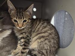 Shelter Stray Male Cat last seen Near BLOCK 106TH AVE SE, KENT WA 98030, 21615 64th Ave S, Kent, WA 98032, USA