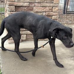 Shelter Stray Female Dog last seen Near BLOCK W 24TH ST, PUEBLO, CO, 4600 Eagleridge Pl, Pueblo, CO 81008, USA