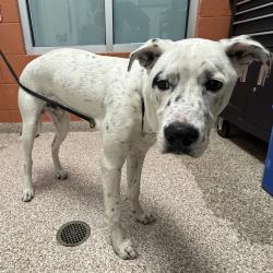 Shelter Stray Male Dog last seen Near BLOCK TROY AVE, PUEBLO CO 81001, 4600 Eagleridge Pl, Pueblo, CO 81008, USA