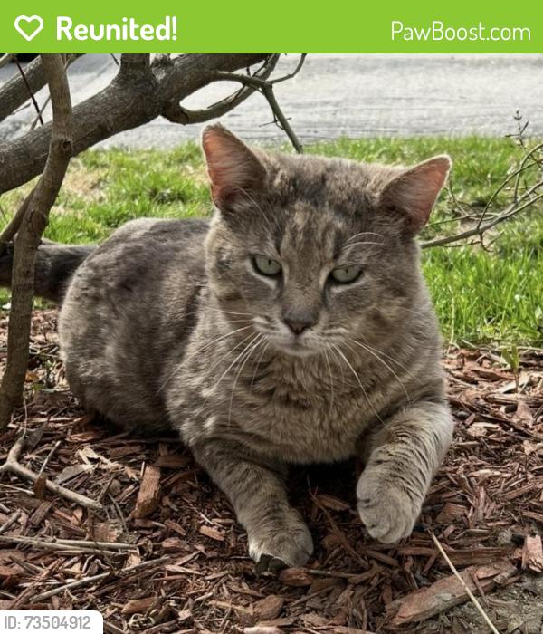 Reunited Male Cat last seen UMaine college, Orono, ME 04473
