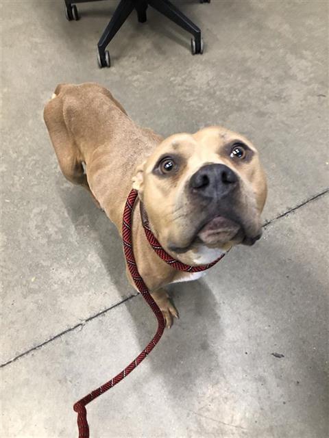 Shelter Stray Female Dog last seen Near BLOCK S PEACH AVE, FRESNO CA 93727 4899, 5277 E Airways Blvd, Fresno, CA 93727, USA