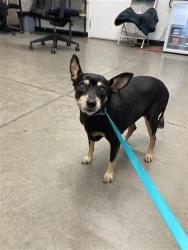 Shelter Stray Female Dog last seen Near BLOCK W ASHLAN AVE, FRESNO CA 93705 1757, 5277 E Airways Blvd, Fresno, CA 93727, USA