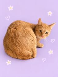 Shelter Stray Male Cat last seen , 3201 Lacy St, Los Angeles, CA 90031, USA