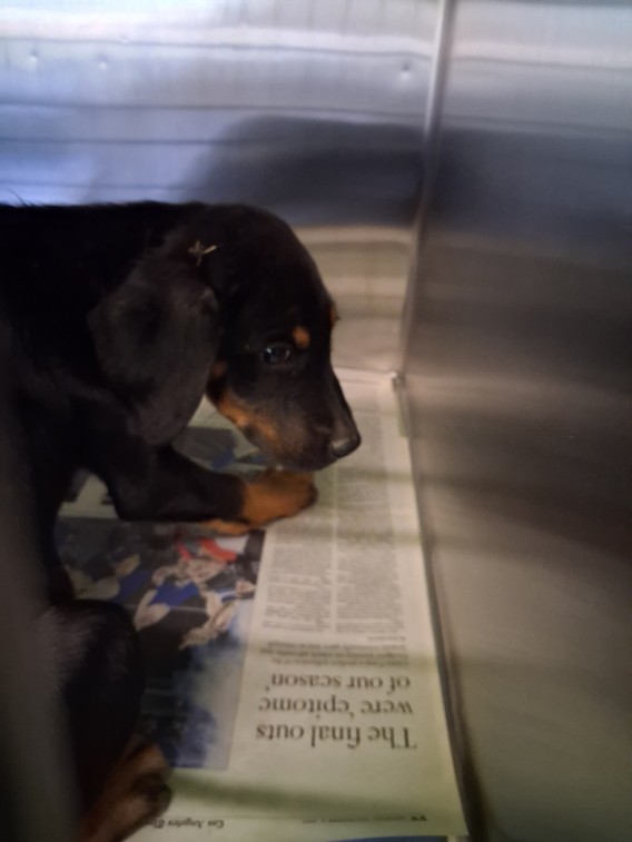 Shelter Stray Male Dog last seen , 3201 Lacy St, Los Angeles, CA 90031, USA