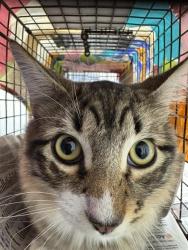 Shelter Stray Male Cat last seen Near BLOCK SW 4 ST, FORT LAUDERDALE FL 33312, 2400 SW 42nd St, Fort Lauderdale, FL 33312, USA