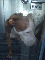 Shelter Stray Male Dog last seen Near BLOCK NW 4 ST, PEMBROKE PINES FL 33028, 2400 SW 42nd St, Fort Lauderdale, FL 33312, USA