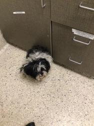 Shelter Stray Female Dog last seen WASHINGTON ST AND CORONADO PKWY, 12155 Park Blvd, Brighton, CO 80601, USA