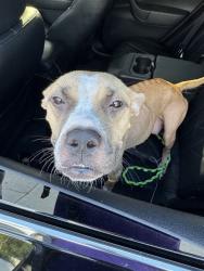 Shelter Stray Female Dog last seen Near BLOCK SW 5 ST, DANIA FL 33004, 2400 SW 42nd St, Fort Lauderdale, FL 33312, USA