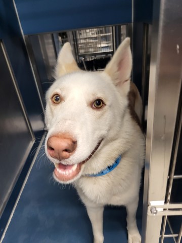 Shelter Stray Male Dog last seen Near BLOCK E 7 MILE RD, DETROIT, MI, 48234, 1431 E Ferry St, Detroit, MI 48211, USA