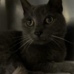 Shelter Stray Unknown Cat last seen , 1590 Fortmann Way, Alameda, CA 94501, USA