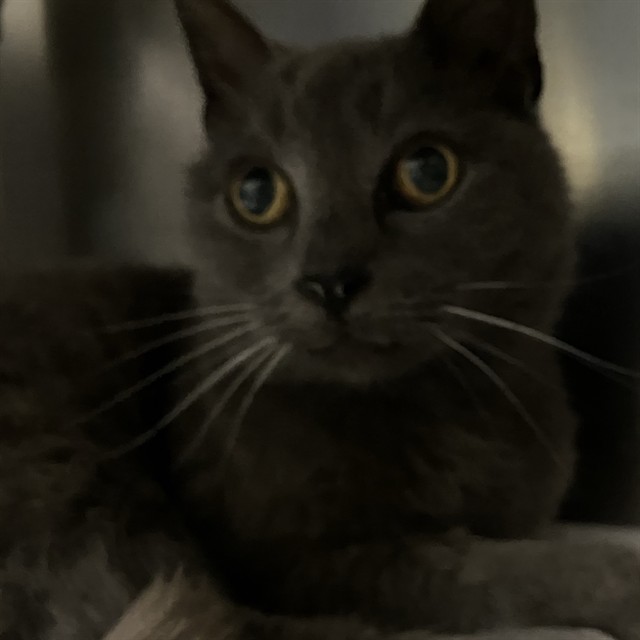 Shelter Stray Unknown Cat last seen , 1590 Fortmann Way, Alameda, CA 94501, USA