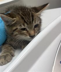 Shelter Stray Male Cat last seen Near BLOCK COUGAR CANYON RD, HEMET CITY, 581 S Grand Ave, San Jacinto, CA 92582, USA