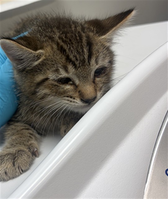 Shelter Stray Male Cat last seen Near BLOCK COUGAR CANYON RD, HEMET CITY, 581 S Grand Ave, San Jacinto, CA 92582, USA