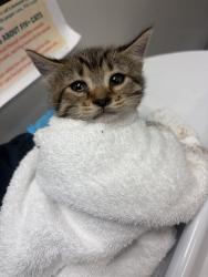 Shelter Stray Female Cat last seen Near BLOCK COUGAR CANYON RD, HEMET CITY, 581 S Grand Ave, San Jacinto, CA 92582, USA