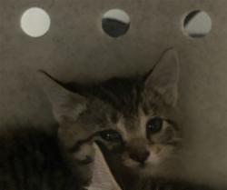 Shelter Stray Female Cat last seen Near BLOCK COUGAR CANYON RD, HEMET CITY, 581 S Grand Ave, San Jacinto, CA 92582, USA