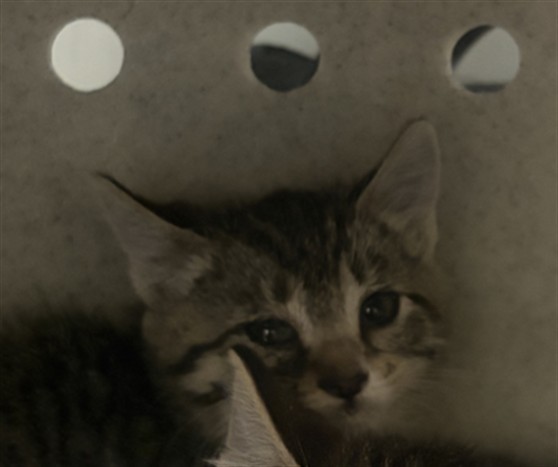 Shelter Stray Female Cat last seen Near BLOCK COUGAR CANYON RD, HEMET CITY, 581 S Grand Ave, San Jacinto, CA 92582, USA
