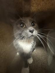Shelter Stray Female Cat last seen 7TH AND SANDERSON, SAN JACINTO, 581 S Grand Ave, San Jacinto, CA 92582, USA